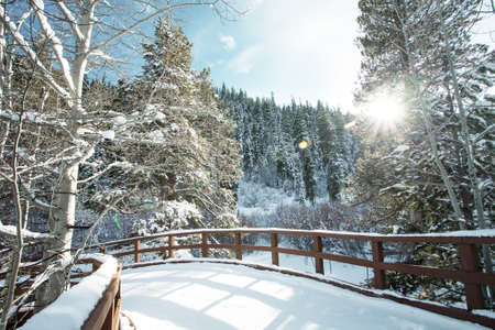  winter  snowy trees during sunsetの写真素材