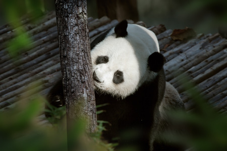 portrait of nice panda bear playing  in summer environmentの写真素材