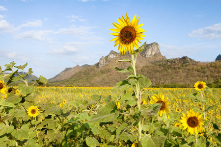 view of nice sunflower valley with mountain on the background during summer timeの写真素材