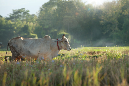 view of nice cow is walking through the valley during sunriseの写真素材