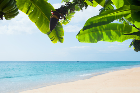 View of nice tropical beach with some palmsの写真素材