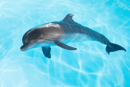 view of nice bottle nose dolphin  swimming in blue crystal waterの写真素材