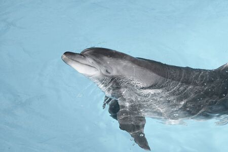 view of nice bottle nose dolphin  swimming in blue crystal water