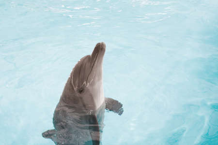 view of nice bottle nose dolphin swimming in blue crystal water