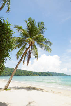 View of nice tropical beach with some palmsの写真素材