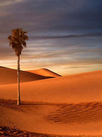view of nice sands dunes and palm at Sands Dunes National Parkの写真素材