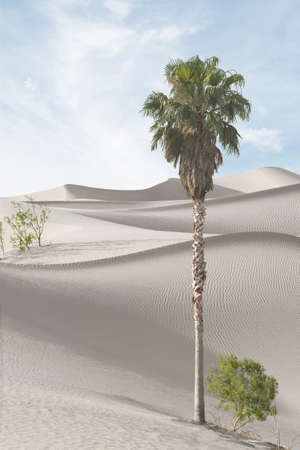 view of nice sands dunes and palm at Sands Dunes National Park