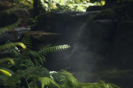 fragment view of nice mist green tropical jungleの写真素材