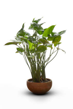 View of colocasia plant in clay brown pot on white backの写真素材