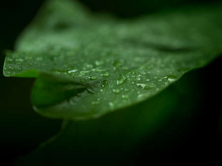 Close up macro view of nice green tropic leaf nature styleの写真素材