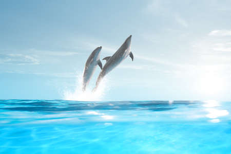 view of nice bottle nose dolphin  swimming in blue crystal waterの写真素材