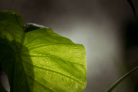 Close up macro view of nice green tropic leaf nature styleの写真素材