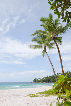 View of nice tropical beach with some palmsの写真素材