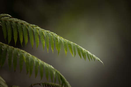 fragment view of nice mist green tropical jungleの写真素材