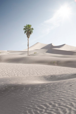view of nice sands dunes and palm  at Sands Dunes National Parkの写真素材