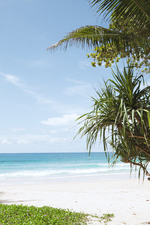 View of nice tropical beach with some palmsの写真素材