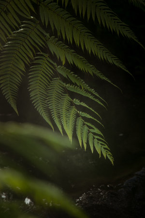 fragment view of nice mist green tropical jungleの写真素材