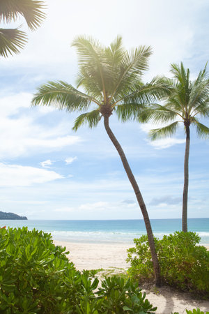 View of nice tropical beach with some palmsの写真素材