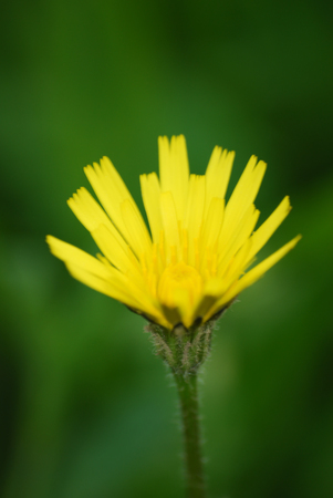 wall hawkweed - Hieracium murorum yellowの写真素材
