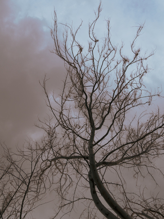 Leafless Tree In The Park on overcast sky.の写真素材