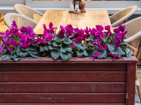 Empty wooden restaurant table with flower pots table and chairsの写真素材