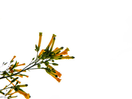 Flower, isolated on white backgroundの写真素材