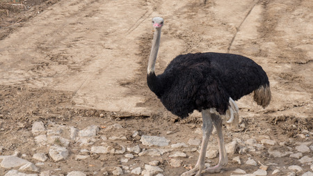 Ostrich with long neck and huge legs in a zoo environmentの写真素材