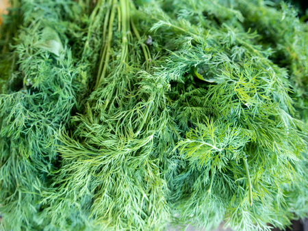 Fresh dill weedの写真素材