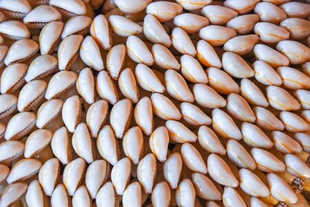 A number of small sea snail Monetaria Moneta or Money Cowry. Texture.の写真素材