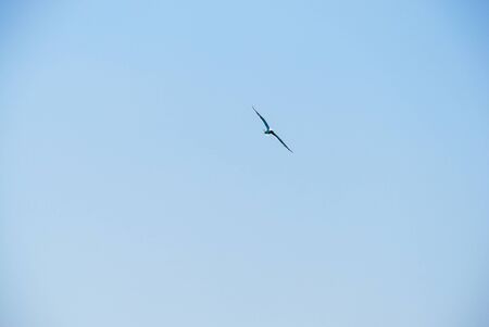 Flying seagull bird on clear blue sky. copy space.