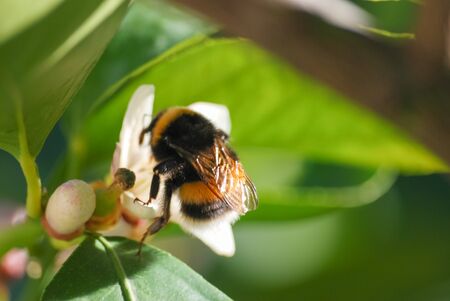 Bee Collecting Nectar from Flower. selective focus.の写真素材
