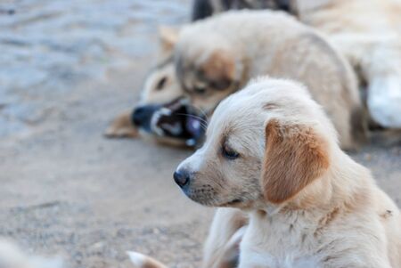 Dog and puppy playing on outdoor, playful biting and other puppy looking sadly. selective focus.の写真素材