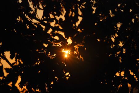 Sun is visible from behind the branches of trees. Selective focus.