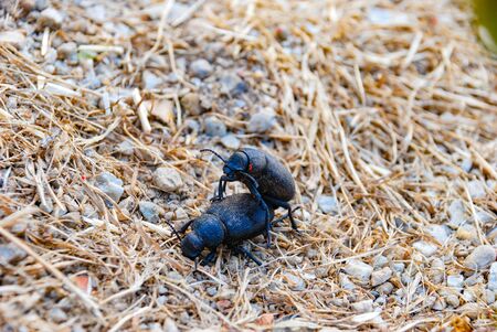 Couple of black beetles are mating on a dry grassland. close up.の写真素材