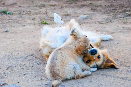 Dog and puppy playing on the street,playful biting. selective focus.の写真素材