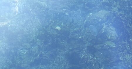 Jellyfish floating or swimming under the sea water at sunny day. Top view. Marine life. Seabed....