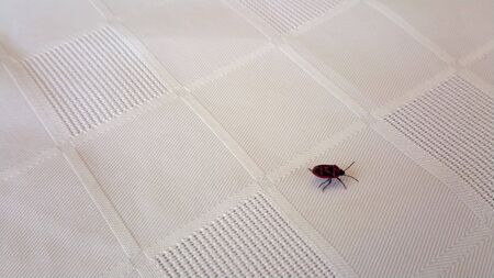 Small beetle fast walking across the table fabric.