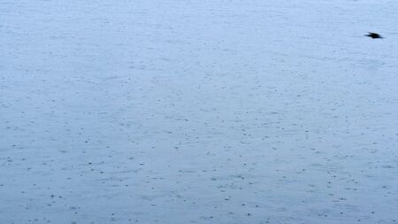Cormorant flying over the sea in rainy day with raindrops at izmir city Turkey