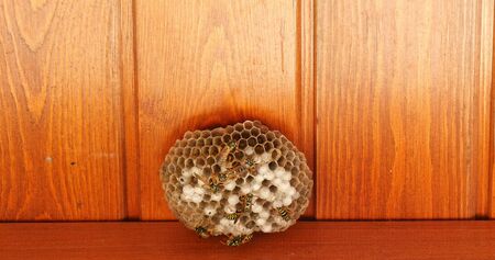 Closeup of wasps working on wasp hive and two wasp fighting.. Nature. work.