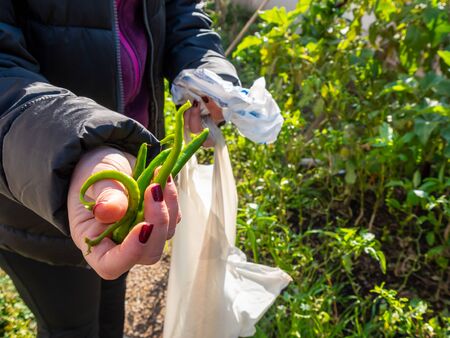 Hands of a woman collecting vegetables in the garden. Agriculture concept.