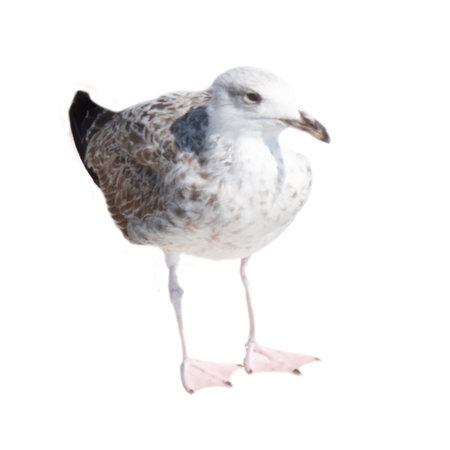 seagull isolated on white background.の写真素材