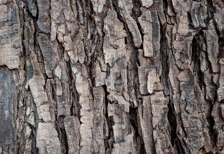 Tree texture backgroundの写真素材
