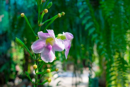 Beautiful pink flower in gardenの写真素材