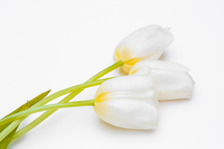 white tulips with green leaves  on white backgroundの写真素材