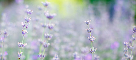 the field of beautiful lavender. the natureの写真素材