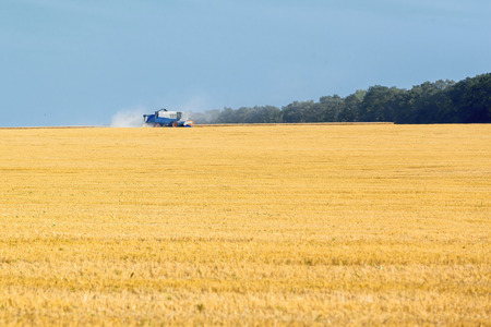 the wheat fields in sunny summer dayの写真素材