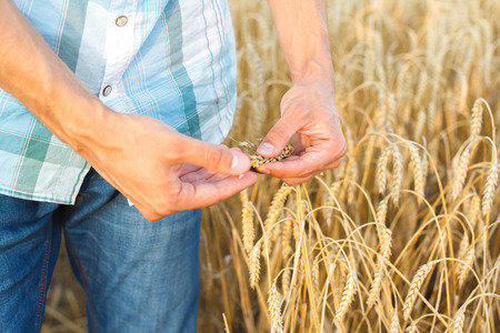 man hand touching wheat ears on the fieldの写真素材