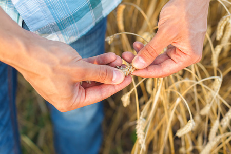 man hand touching wheat ears on the fieldの写真素材