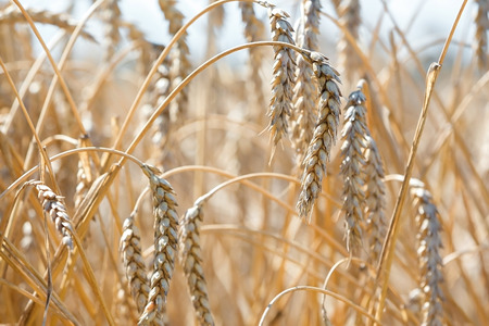 the wheat fields in sunny summer day