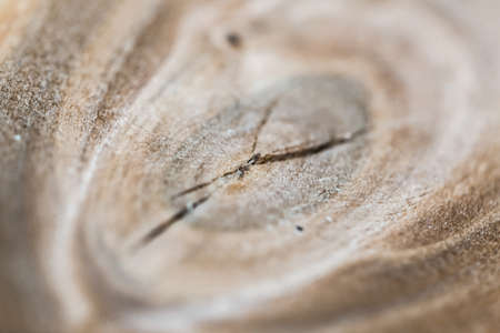 the wood texture. the background old panelsの写真素材